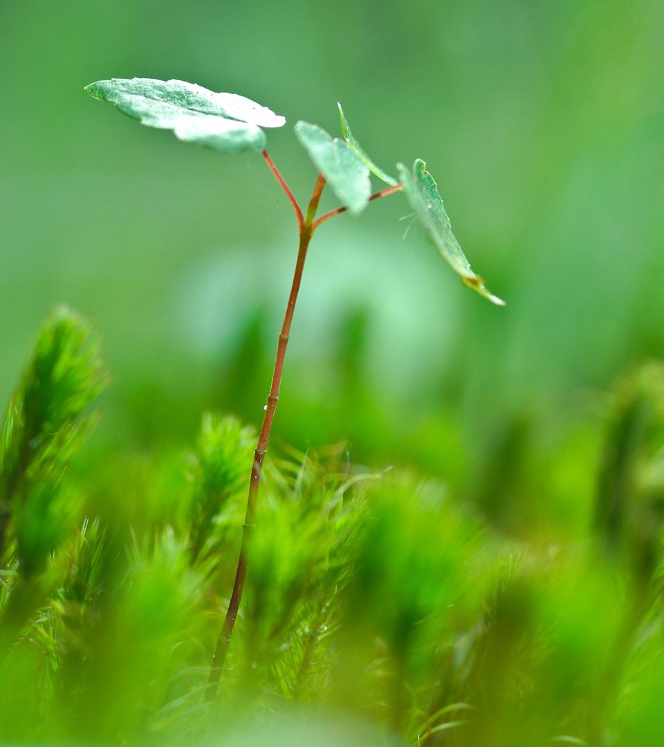 Close-up of a young green seedling growing among soft moss